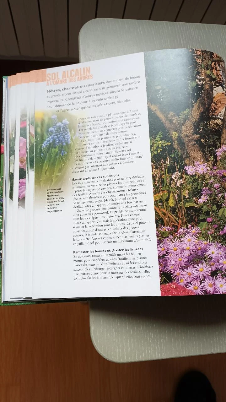 Um jardim sem preocupações – photo 5